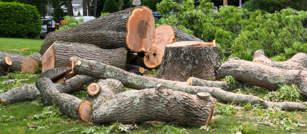 Reliable Dunnavant, AL Tree Services Solutions