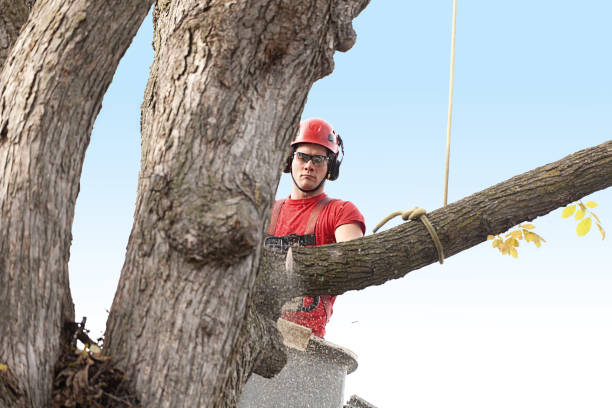 Best Hedge Trimming  in Dunnavant, AL